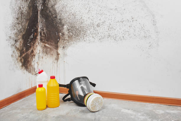 Best Crawl Space Mold Removal  in Amelia, LA