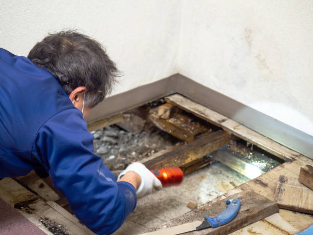 Attic Mold Removal in Amelia, LA