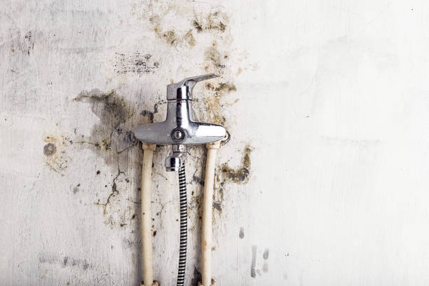 Best Commercial Mold Removal  in Amelia, LA