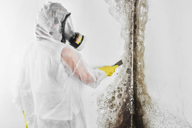 Best Best Mold Removal Companies  in Amelia, LA