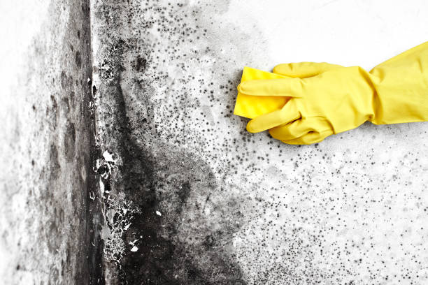 Office Mold Removal Services in Amelia, LA