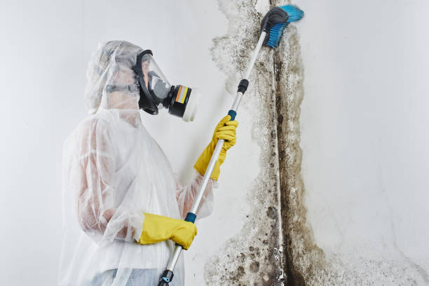 Trusted Amelia, LA Mold Removal Experts