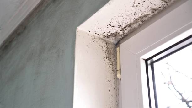Best Office Mold Removal Services  in Amelia, LA