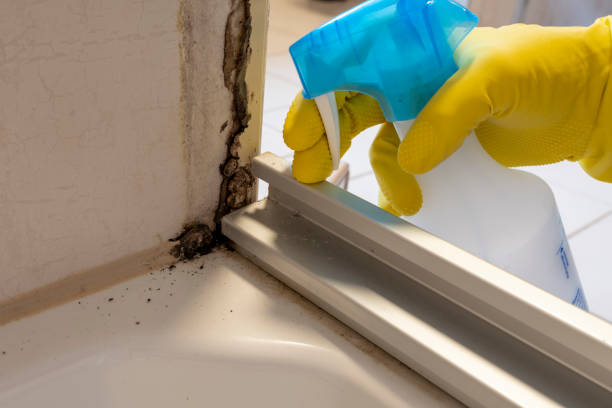 Best Toxic Mold Removal  in Amelia, LA