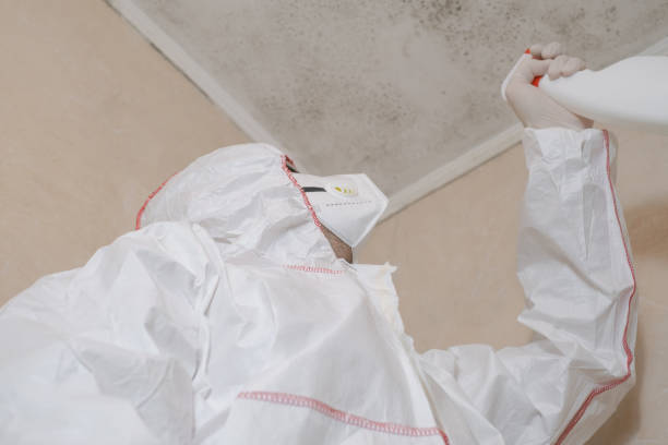 Best Attic Mold Removal  in Amelia, LA