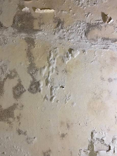 Best Local Mold Removal Service  in Amelia, LA