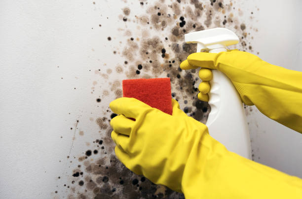 Best Mold Cleaning Services  in Amelia, LA