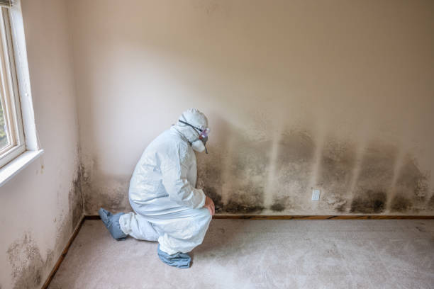 Best Same-Day Mold Removal  in Amelia, LA