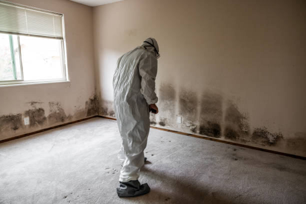 Best Mold Removal Specialists  in Amelia, LA