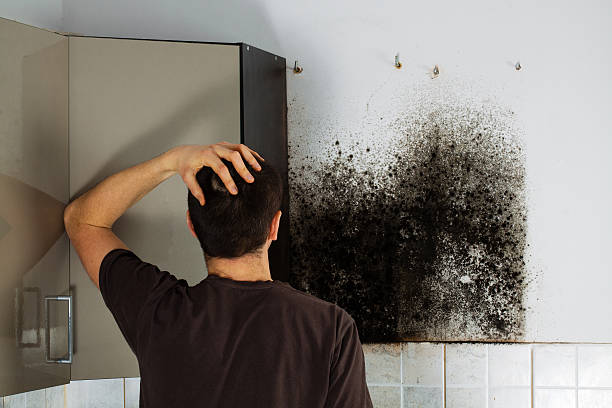 Best Fast Mold Removal  in Amelia, LA