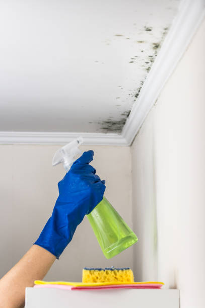 Best Mold Damage Repair  in Amelia, LA